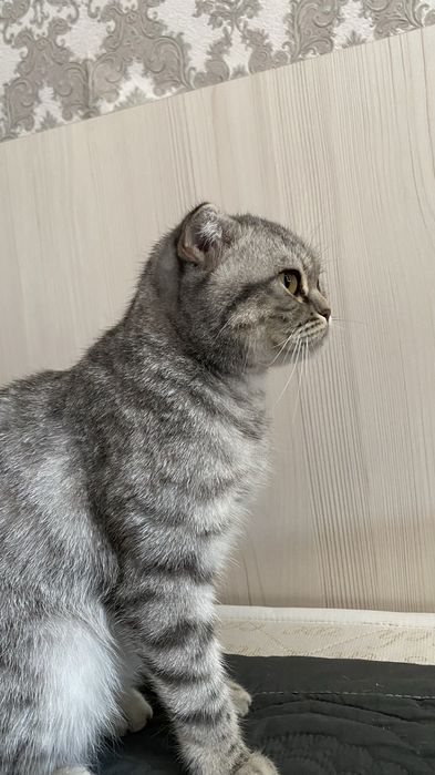 кошка вислоухая добрая умная