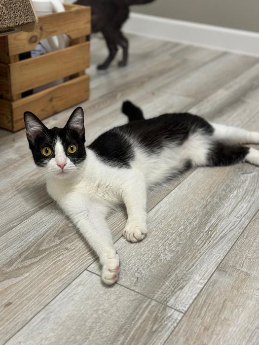 Красотка Ириска!