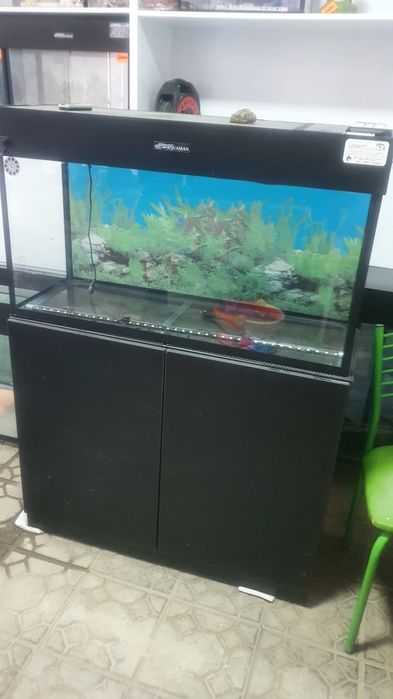 Akvarium yasab berabiz zakazga
