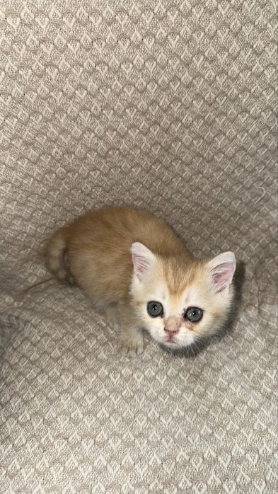 Британская золотая Шиншилла