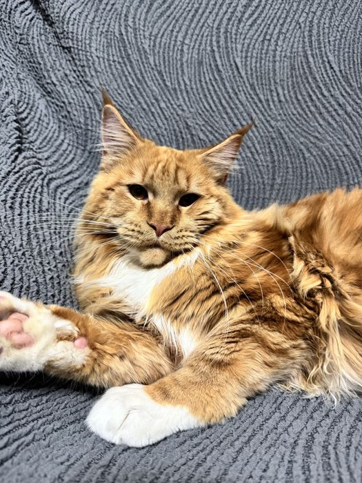 Мейн Куун- котка