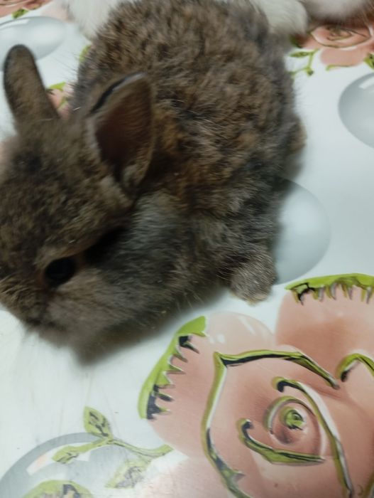 Iepurași Cap de Leu disponibili – 1,5 luni
Se vând 5 iepurași din rasa