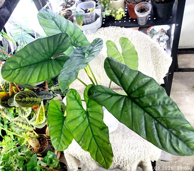 Алоказия Коразон (Китай)