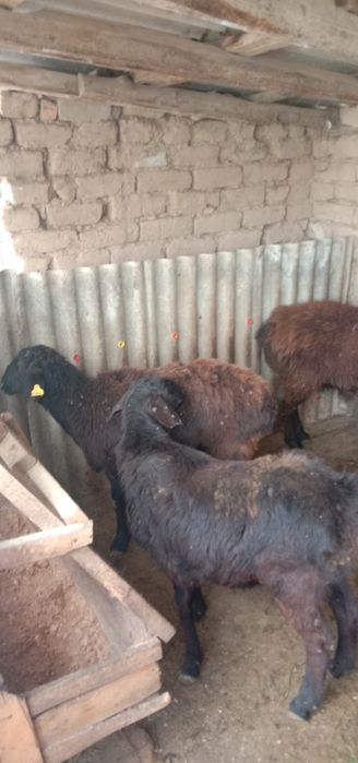 Ұрғашы қойлар,тоқтылар