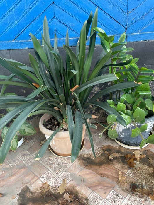 Продам комнатные  цветы