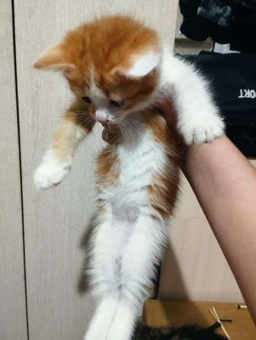 Котята ищют дом помогите приютить