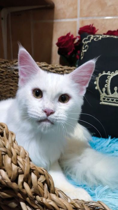 Белый Мейн кун КОТЯТА