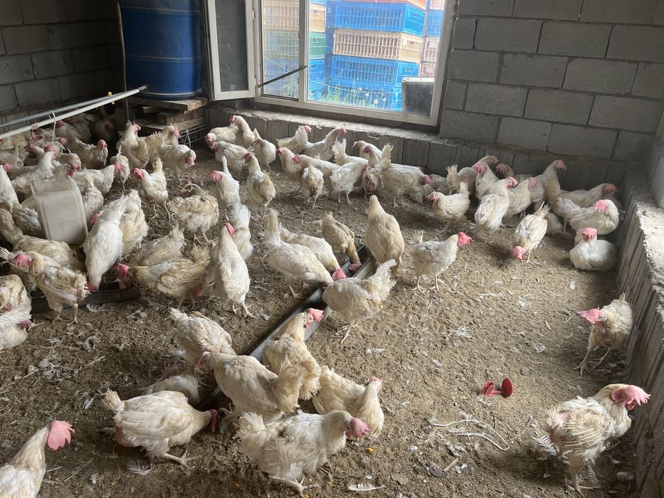 Продам куры несушки