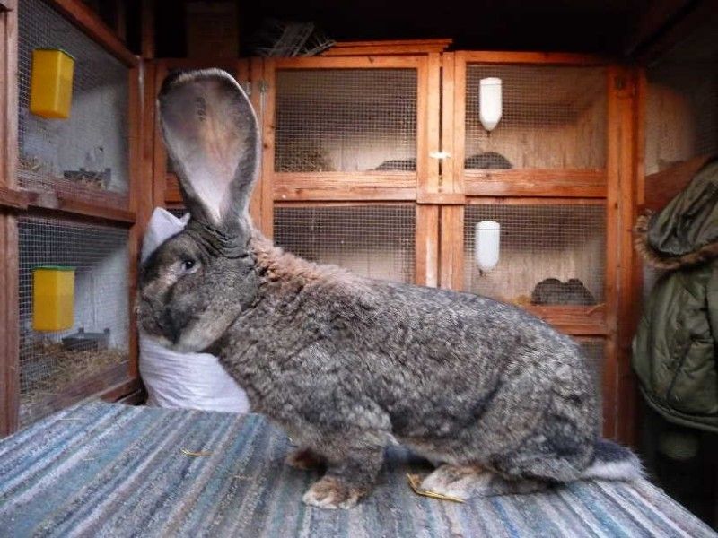 Зайци Белгийски великан