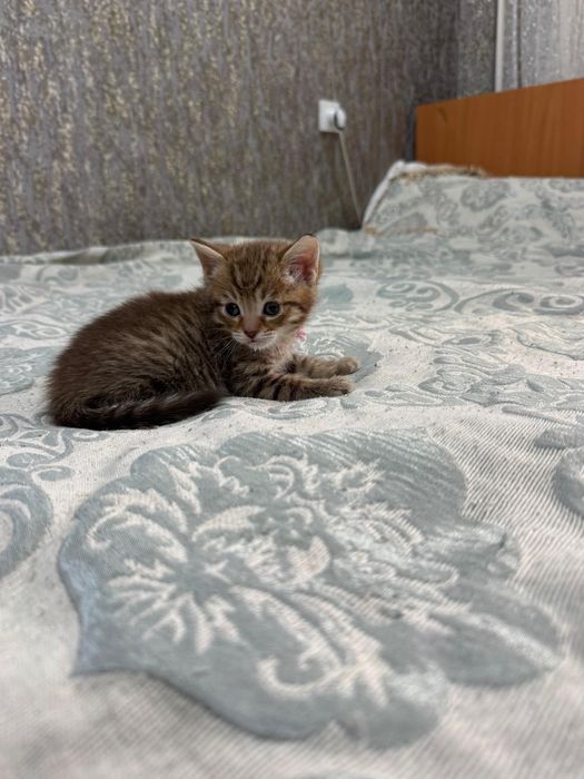 Отдам котят в добрые руки