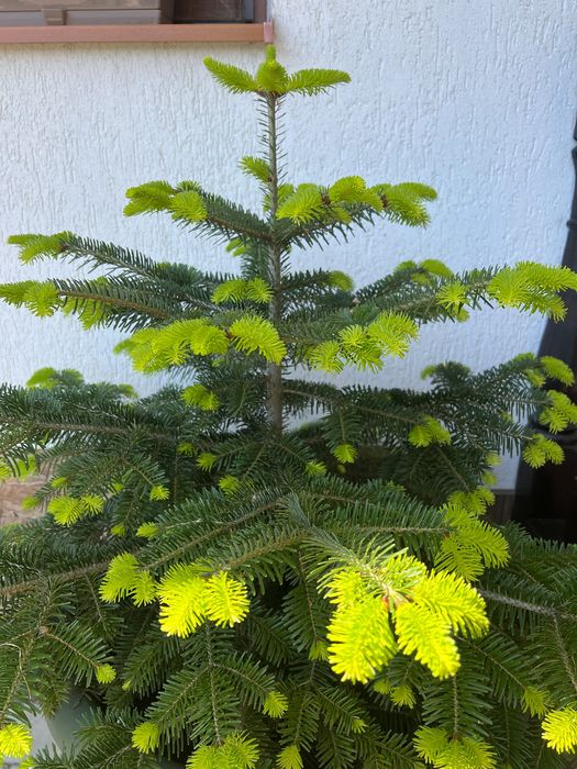 Brazi Normandia pentru replantare sau în ghiveci