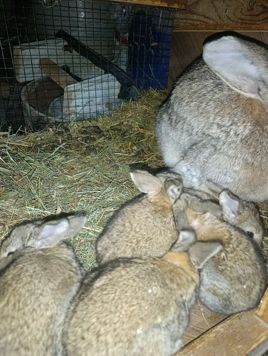 velikan bollari sotuvda