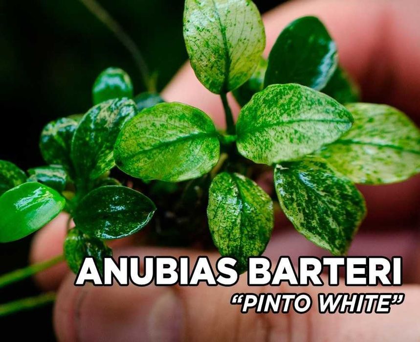 Anubias  nana Pinto – plantă rară, stoc limitat, doar 5 bucăți.