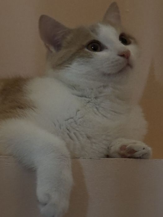 Отдам котят в хорошие руки