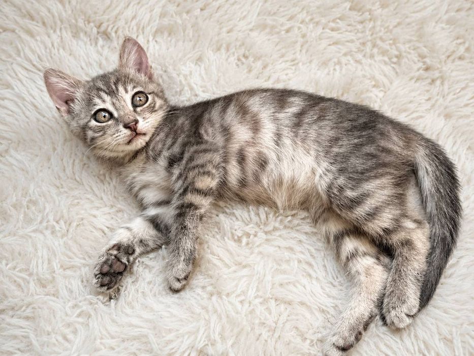 Котята ищут любящий дом