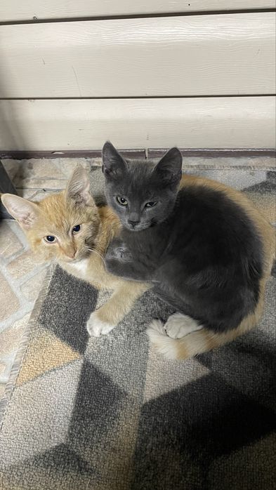 Отдам котят в хорошие руки