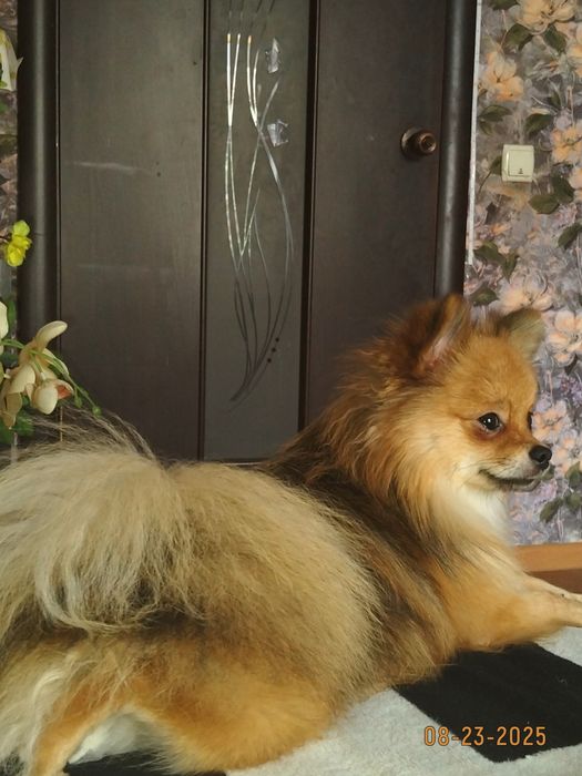 немецкий шпиц ищет девочку для встреч