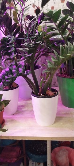 Продам замиакулькас Зензи