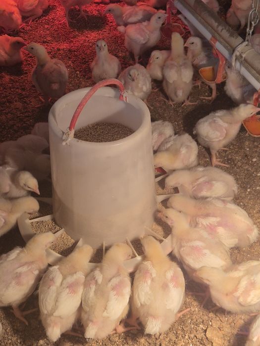 Цыплята бройлеры