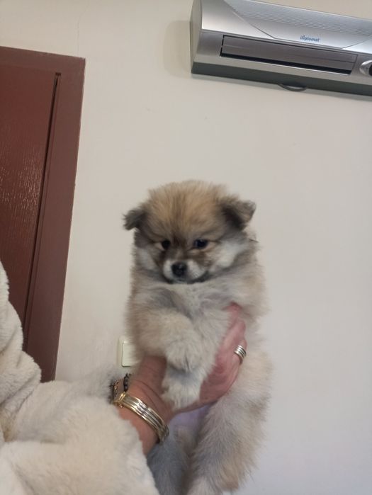 Померан мини шпиц