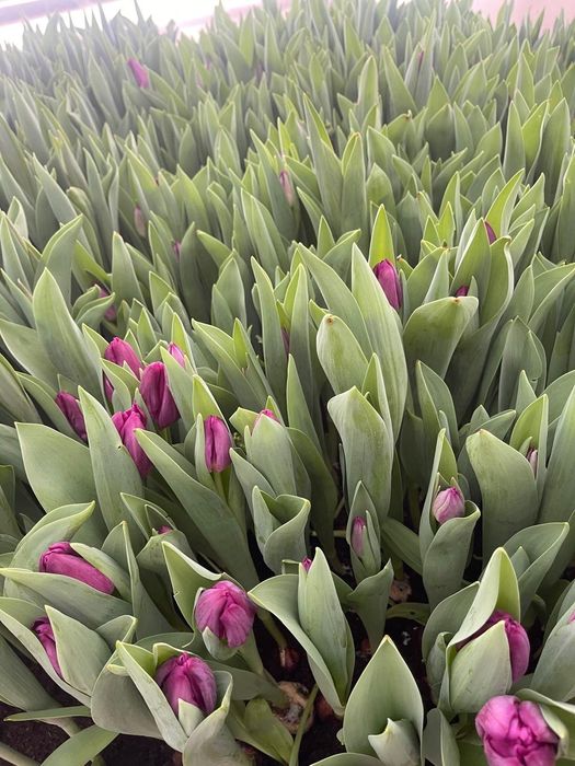 Тюльпаны опт и розница Уральск