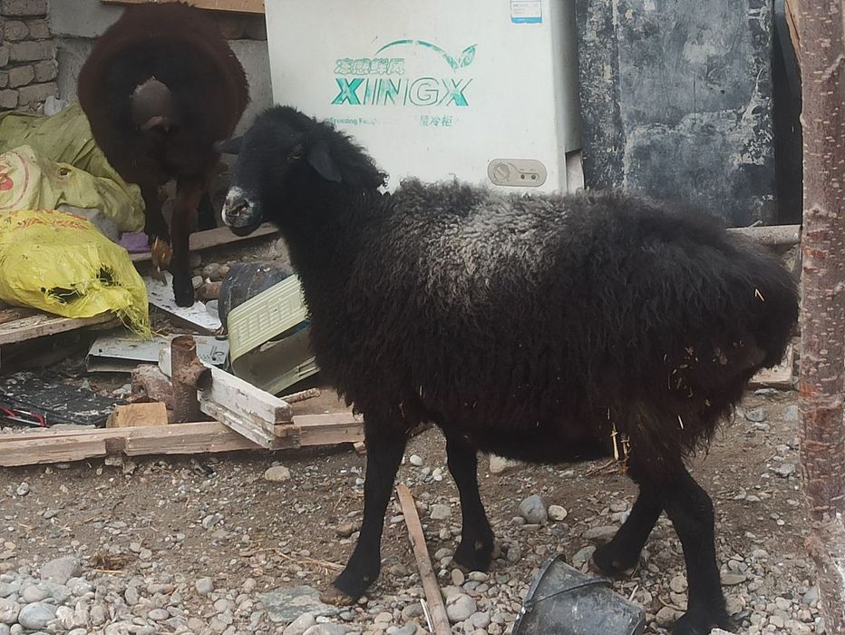 Койлар сотилади бугоз