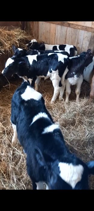 Vițele de Ținut sugare