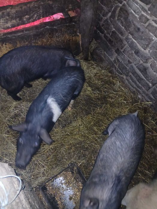 Cautam nou stapan purceluși