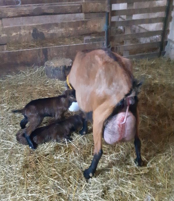 Iedute alpin francez