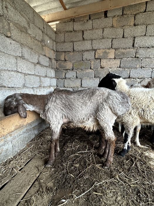 Кошкар 1-1,5 жасар