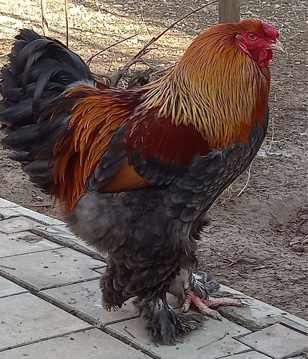 Петухи брама.