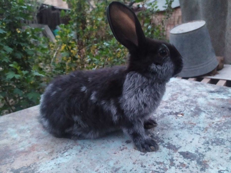 Крольчата породы ,,Полтавское серебро''.