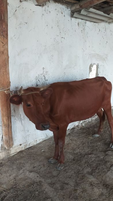Ona bola sigir sotiladi