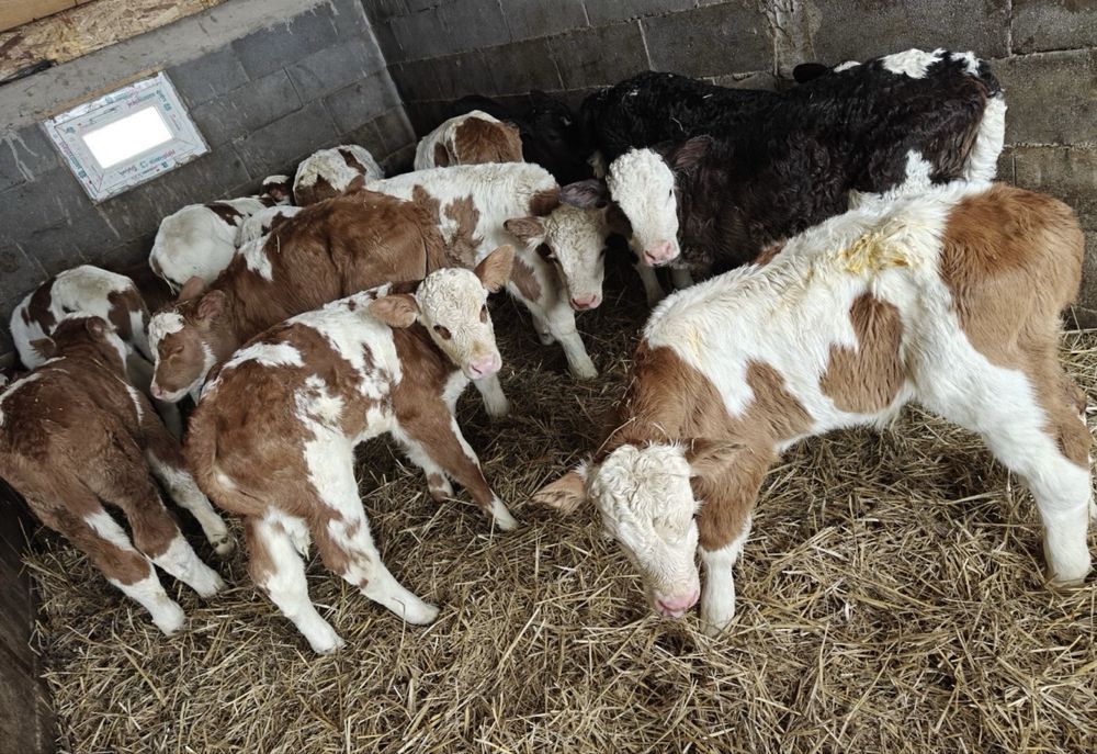 Aduc Vitei  intarcati pentru crescut ! Exemplare frumoase,