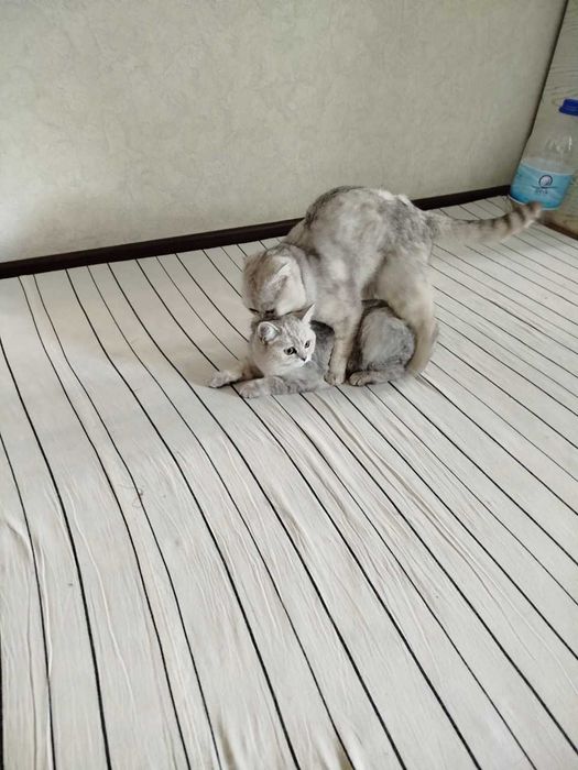 (SOTILMAYDI) Вязка скотиш фолд Серебристая шиншилла .кот НЕ ПРОДАЁТСЯ.