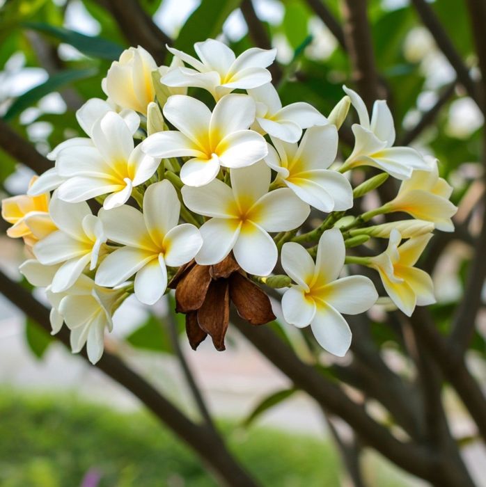 Плюмерия Тайская, Plyumeriya Tayland