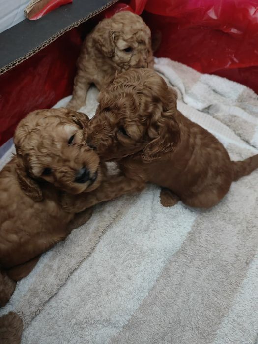 Прекрасни мини пуделчета