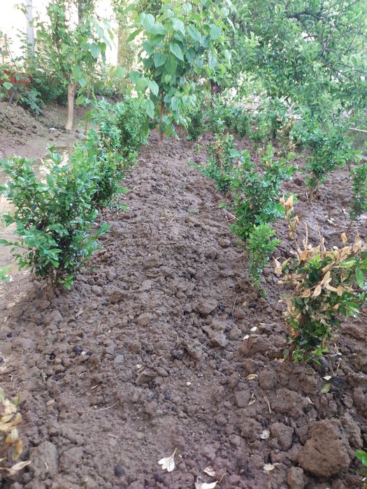 Shamshod Click 4-5 yillik