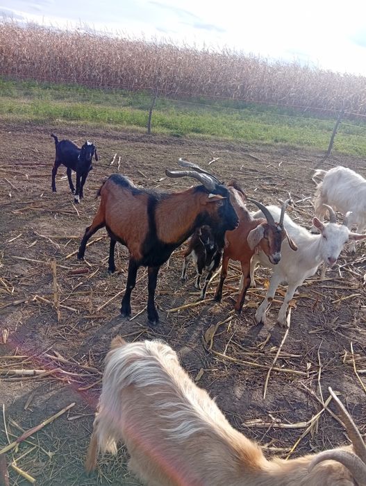 Vând țap alpin francez