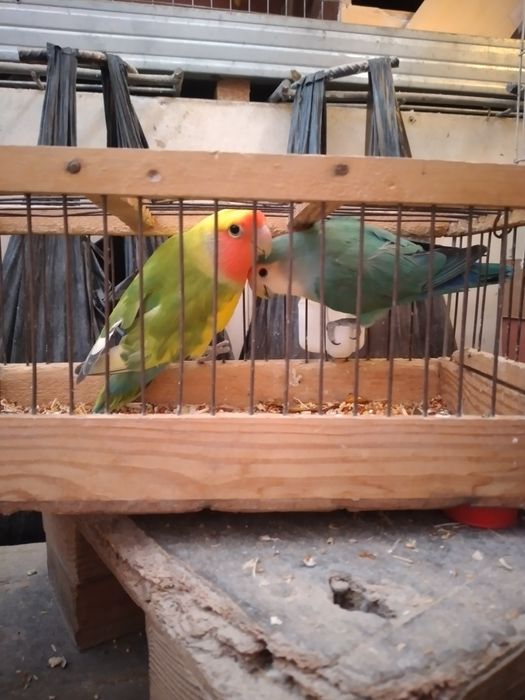 Продаёться  попугай