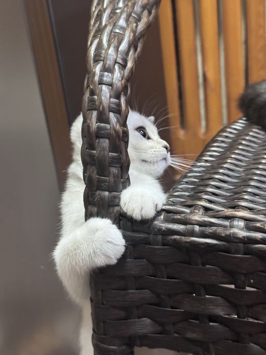 Продается девочка Скоттиш страйт