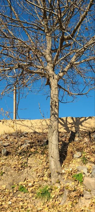 Yong‘oq daraxti sotiladi