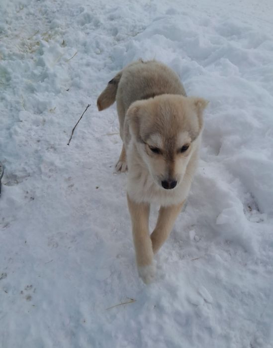 Отдам в хорошие руки