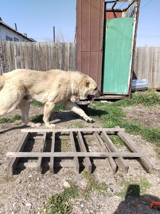 Продается сабака парода алабай вальер отдельно