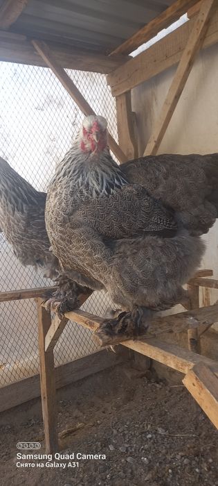 Paliviy pux  brama tovuq joʻjalari sotiladi.