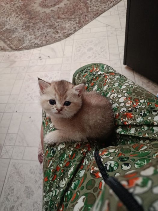 Продам породистых котят