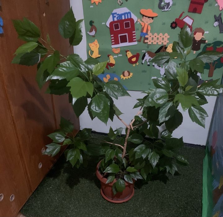 Драцена и китайски рози