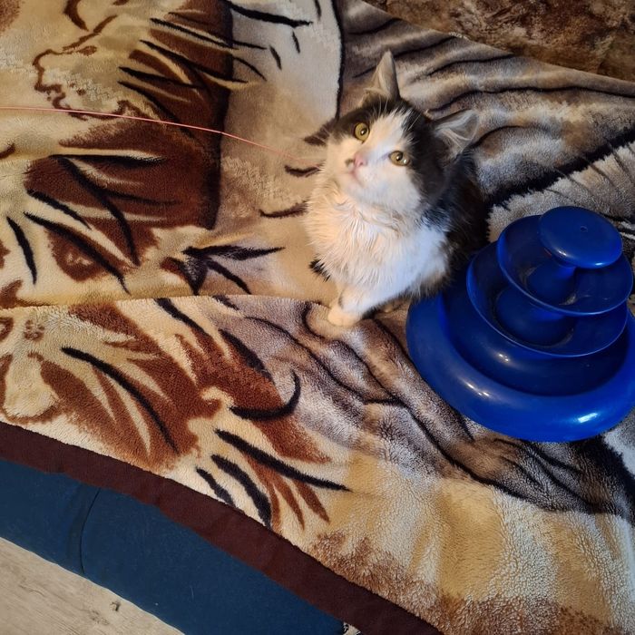 Отдам в хорошие руки