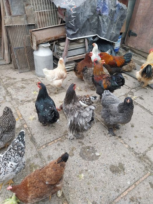 Vând cocoși de casă