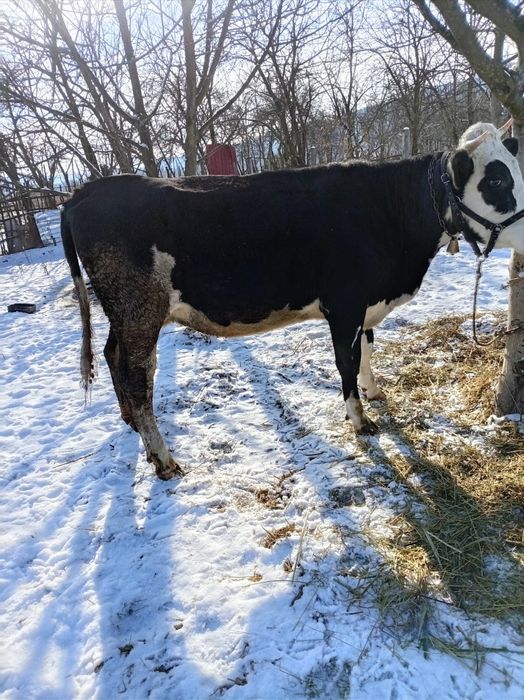 Vând vacă cu lapte